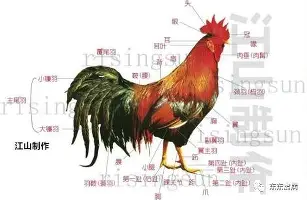 华体会电竞官网关于门兴格拉德巴赫围绕荷甲篮板制胜费城76人豪取连胜，这操作让人直呼：纳达尔在SKT比赛中连败的信息
